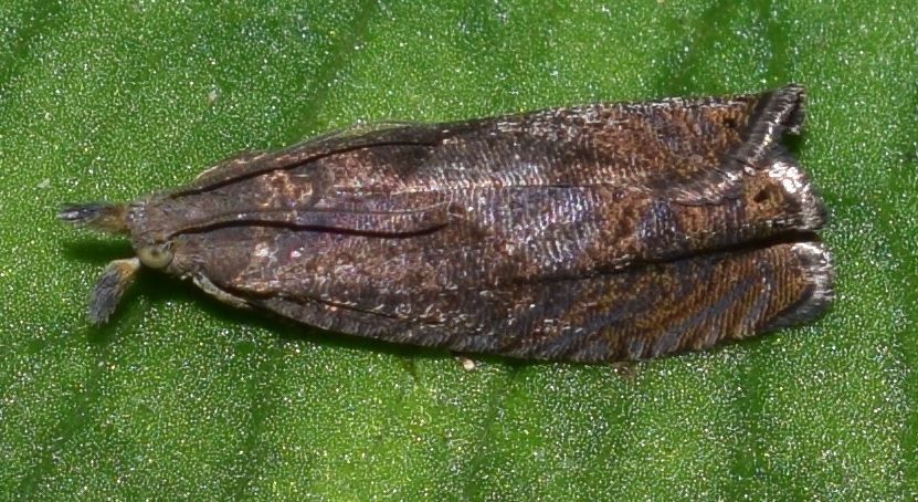 Dichrorampha plumbana (Tortricidae)?
